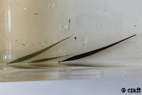 Bild 3: Acestridium gymnogaster Acestridium dichromum Acestridium martini