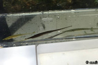 Pic. 4: Acestridium dichromum  Acestridium martini Acestridium gymnogaster