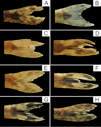 рис. 2: Coloration pattern of caudal fin of Curculionichthys species.