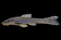 foto 2: Hisonotus charrua, MCP 44500, female, 44.7 mm SL