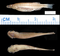 Bild 3: Tridentopsis pearsoni, Holotype