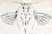 рис. 3: Amaralia hypsiura, type, head dorsal