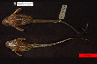 рис. 3: Aspredinichthys filamentosus, Syntype, dorsal