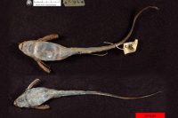 Pic. 4: Aspredinichthys filamentosus, Syntype, ventral