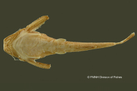 Pic. 4: Bunocephalus amaurus, holotype, ventral