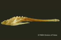 Bunocephalus chamaizelus, holotype, lateral