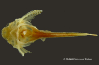 рис. 4: Bunocephalus chamaizelus, holotype, dorsal