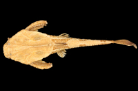 рис. 3: Bunocephalus colombianus, holotype, dorsal