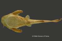 Bild 4: Bunocephalus colombianus, holotype, ventral