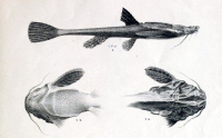 Bild 3: Bunocephalus bicolor = Zweifarbiger Bratpfannenwels = Bunocephalus coracoideus