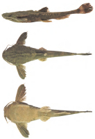 Pic. 3: Bunocephalus doriae, CI-FML 7095, 66.1 mm SL, from Bermejo River basin
