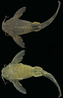 Bild 3: Bunocephalus erondinae, MCP 40877, holotype, 82.9 mm SL, caño Gonçalo, laguna dos Patos system, Pelotas, Rio Grande do Sul