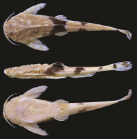 foto 3: Bunocephalus hartti , MZUSP 62745, holotype, 54.8 mm SL, rio Cipó at fazenda Duas Barras, Presidente Juscelino, Minas Gerais
