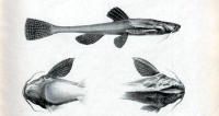 Pic. 3: Bunocephalus knerii, type