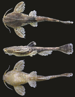 foto 3: Bunocephalus minerim , MCP 47087, holotype, 37.9 mm SL, córrego Guarda-Mor near the town of Guarda-Mor on highway BR-364, Minas Gerais