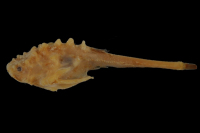 foto 3: Bunocephalus verrucosus = Bunocephalus scabriceps, syntype, lateral