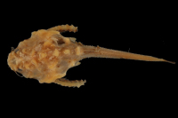 Bild 4: Bunocephalus verrucosus = Bunocephalus scabriceps, syntype, dorsal