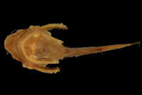 Bild 5: Bunocephalus verrucosus = Bunocephalus scabriceps, syntype, ventral