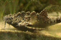 Bunocephalus verrucosus