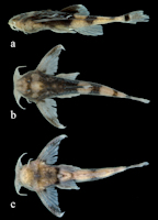 рис. 3: Ernstichthys taquari, Brazil, Mato Grosso do Sul, Alcinópolis, Rio Taquarizinho State, MZUSP 125825, holotype, 22.8 mm SL