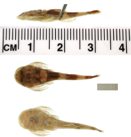 Bild 3: Hoplomyzon atrizona, holotype