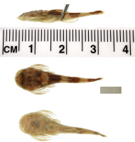 foto 3: Hoplomyzon atrizona, holotype