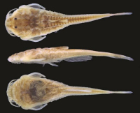 Bild 3: Hoplomyzon cardosoi, holotype