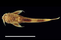 рис. 3: Hoplomyzon papillatus, holotype, dorsal