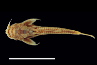 рис. 4: Hoplomyzon papillatus, holotype, ventral