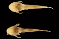 Bild 3: Micromyzon akamai, paratypes, dorsal