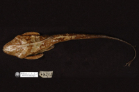 Bild 6: Platystacus cotylephorus, dorsal