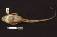 Bild 7: Platystacus cotylephorus, ventral