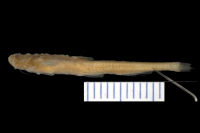 Pseudobunocephalus amazonicus, paratype, lateral