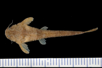 Pic. 3: Pseudobunocephalus amazonicus, paratype, dorsal