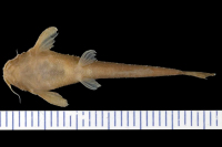 Bild 4: Pseudobunocephalus amazonicus, paratype, ventral