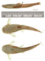 рис. 3: Pseudobunocephalus bifidus, holotype