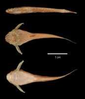 Pic. 3: Bunocephalus iheringii = Pseudobunocephalus iheringii, syntype