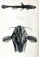 Bild 4: Bunocephalus iheringii = Pseudobunocephalus iheringii, type