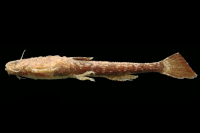 Pseudobunocephalus