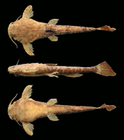 рис. 3: Pseudobunocephalus lundbergi, Holotype, ANSP 168817, 28.4 mm SL, Venezuela,
Bolivar, caño Barranca, approximately 1.25 hours downstream from Jabillal (opposite bank) on río Caura (07°08’N 65°04’W), collected by J. Böhlke and W. Saul, 30 Jan 1977