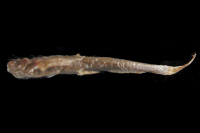 Pseudobunocephalus rugosus