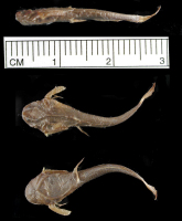 Bild 3: Dysichthys australe = Pseudobunocephalus rugosus
