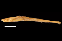 Bild 3: Pterobunocephalus depressus, holotype, lateral