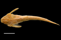 foto 4: Pterobunocephalus depressus, holotype, dorsal