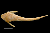 foto 5: Pterobunocephalus depressus, holotype, ventral