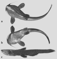 рис. 3: Xyliphius anachoretes, holotype, MNRJ 31923, 88,4 mm SL