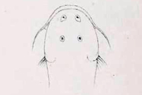 Bild 3: Astroblepus brachycephalus
