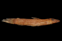 Astroblepus cirratus = Arges cirratus, Holotype