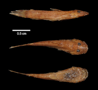 Bild 3: Astroblepus cirratus = Arges cirratus, Holotype
