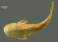 Pic. 4: Astroblepus latidens, Holotype, dorsal